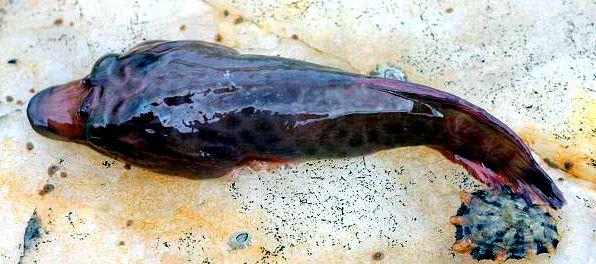 Lepadogaster purpurea_3322